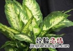万年青的养殖方法和注意事项 帝王万年青的养殖方法和注意事项