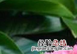杜鹃花如何养殖 杜鹃花如何养殖视频