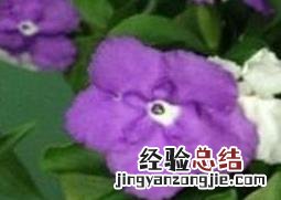 双色茉莉怎么修剪 双色茉莉怎么修剪才能开花