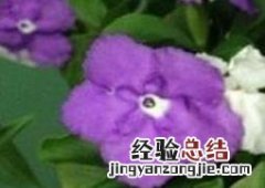 双色茉莉怎么修剪 双色茉莉怎么修剪才能开花