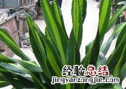 也门铁养殖能赚钱吗 也门铁如何养殖
