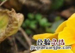 迎春花盆景的制作方法 迎春花盆景怎么制作