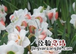 洋水仙开花后的处理方法是 洋水仙开花后的处理方法