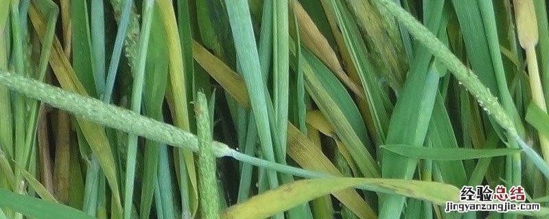 果树草可以代替提摩西吗 果树草能代替提摩西吗