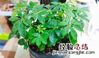 花为什么要每年换盆 花卉为什么要经常换盆