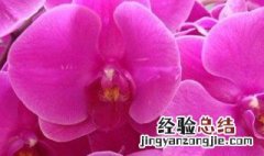 蝴蝶兰秋季如何养 蝴蝶兰秋季如何养殖