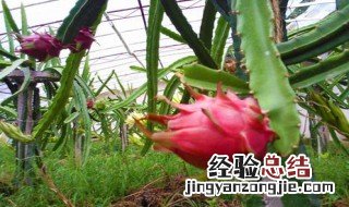 阳台火龙果的种植方法图片 阳台火龙果的种植方法