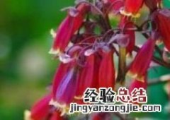 宫灯长寿花图片 盆栽 宫灯长寿花图片