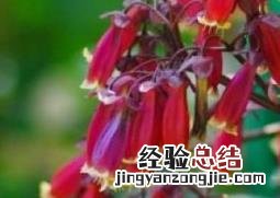 宫灯长寿花图片 盆栽 宫灯长寿花图片
