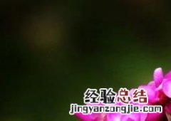 紫荆花如何养 紫荆花如何养护