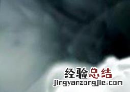 小苍兰的养殖方法和养殖技巧 花卉小苍兰的养殖方法