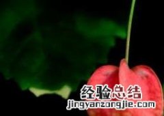 蔓性风铃花养殖方法 蔓性风铃花如何养殖