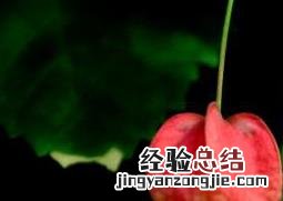蔓性风铃花养殖方法 蔓性风铃花如何养殖