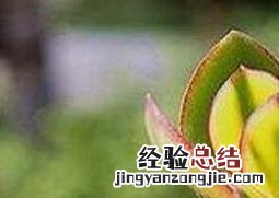 玉树如何修剪视频 玉树如何修剪