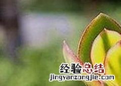 玉树如何修剪视频 玉树如何修剪