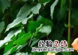 凌霄花的养殖方法 爬藤凌霄花的养殖方法