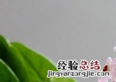 球兰如何养殖 球兰如何养殖和管理