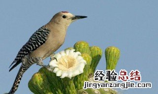 布谷鸟的寓意和象征 布谷鸟的寓意和象征介绍