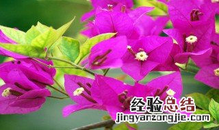 三角梅适合北方种植吗 三角梅适合北方种植吗视频