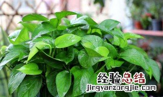 普通的土可以种绿萝吗 普通的土可以种绿萝吗怎么种