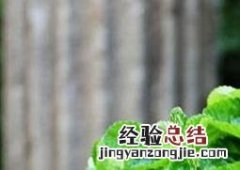 吸毒草的养殖方法 吸毒草的养殖方法作用