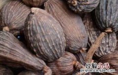 草果怎么吃最好吃 草果怎么吃最好