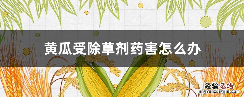 黄瓜受除草剂药害怎么办 黄瓜苗受除草剂药害了用什么解药能解决