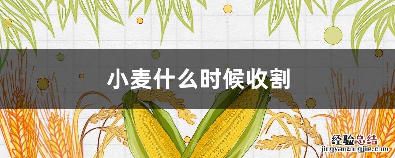 山东小麦什么时候收割 小麦什么时候收割