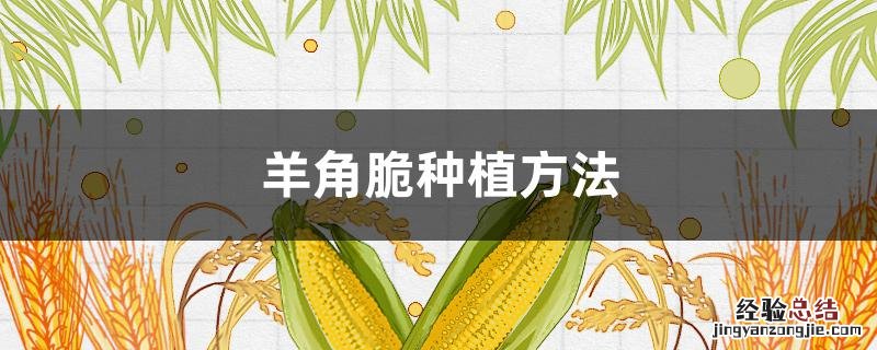 羊角脆种植方法 羊角脆苗图片