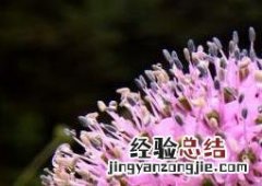 大蒜花叶病的症状 大蒜叶枯病的症状