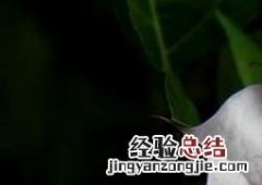 曼陀罗花怎么种 曼陀罗花怎么种植视频