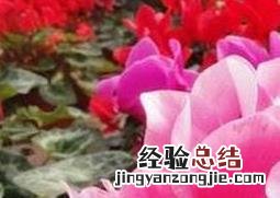 仙客来花怎样养 仙客来花怎样养殖
