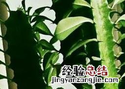 龙骨花如何修剪 龙骨花如何修剪整形