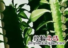 龙骨花如何修剪 龙骨花如何修剪整形