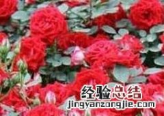 月季花如何养殖 月季花如何养殖?