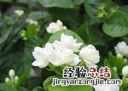栀子花怎么养殖家里 栀子花如何养殖