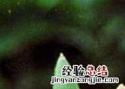 白兰花的养殖方法 白兰花的养殖方法和注意事项视频