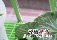 盆栽虎耳草的养殖养护方法视频 盆栽虎耳草的养殖养护方法