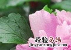 木槿花如何养殖 木槿花如何养殖方法