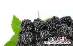 女人吃桑葚的禁忌 女人吃桑葚的禁忌和用量