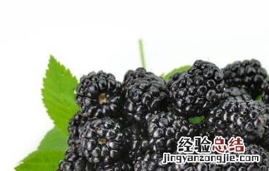 女人吃桑葚的禁忌 女人吃桑葚的禁忌和用量