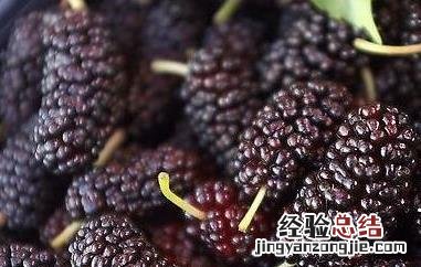 女人吃桑葚的禁忌 女人吃桑葚的禁忌和用量