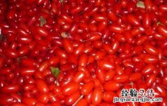 山茱萸的吃法大全 山茱萸的吃法