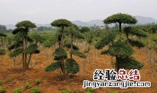 对节白蜡什么季节剪枝 对节白蜡什么时候发芽