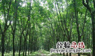 多肉不是肉什么意思 不是多肉的绿植有哪些