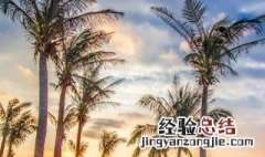 三亚特产 了解一下