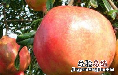 女人吃酸石榴的功效与作用 请问酸石榴有什么功效?
