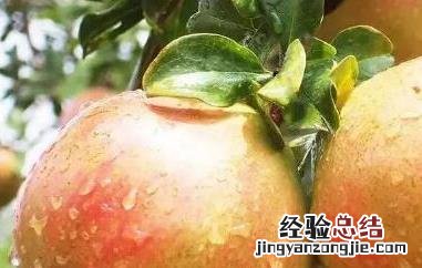 女人吃酸石榴的功效与作用 请问酸石榴有什么功效?