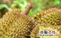 吃榴莲的7大禁忌 什么样的人不能吃榴莲的7大禁忌