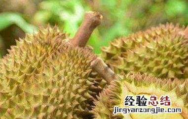 吃榴莲的7大禁忌 什么样的人不能吃榴莲的7大禁忌
